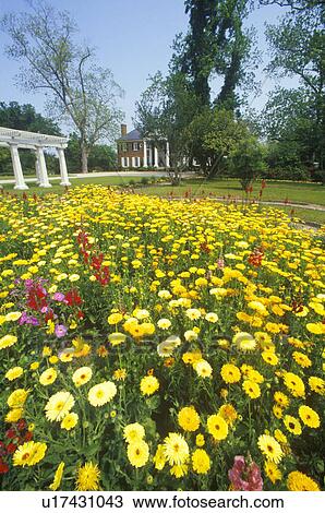 Field of yellow daffodils, Spring View Large Photo Image Stock Image - Field of yellow daffodils, Spring. Fotosearch