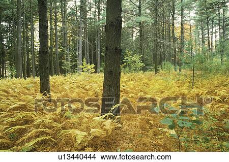 Forest in Autumn View Large Photo Image Picture - Forest in Autumn. Fotosearch