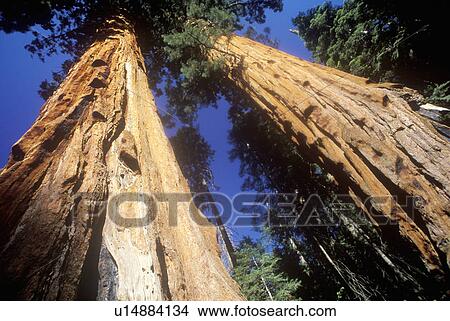 Picture - Giant Sequoia Trees. Fotosearch