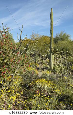 Large saguaro cactus and desert bloom View Large Photo Image Stock Image - Large saguaro cactus and desert bloom. Fotosearch