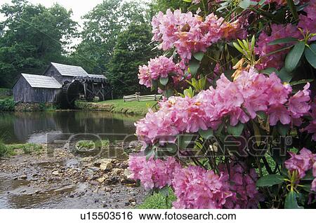 Mabry Mill with flowers in foreground View Large Photo Image Stock Photograph - Mabry Mill with flowers in foreground . Fotosearch