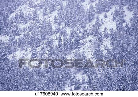 Pine Trees in Snowstorm View Large Photo Image Stock Image - Pine Trees in Snowstorm. Fotosearch