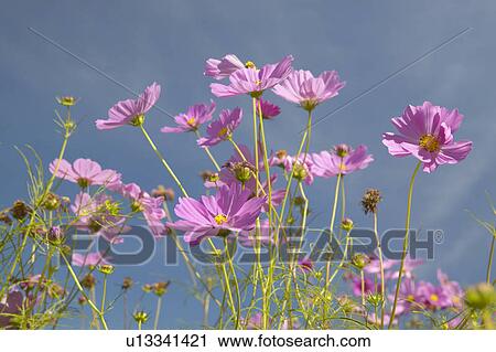 Pink and purple flowers blooming along interstate View Large Photo Image Stock Image - Pink and purple flowers blooming along interstate . Fotosearch