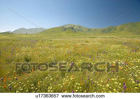Poppy field in Southern California View Large Photo Image Stock Photo - Poppy field in Southern California. Fotosearch