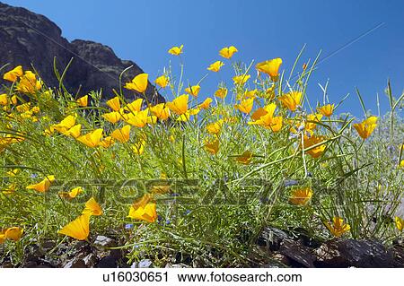 Poppy flowers blossoming in spring in desert View Large Photo Image Stock Image - Poppy flowers blossoming in spring in desert . Fotosearch