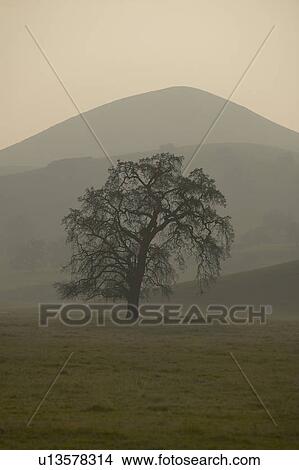 Picture - Rolling hills in the spring at sunset. Fotosearch