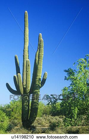 Stock Image - Saguaro cactus. Fotosearch