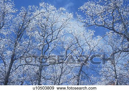 Stock Photo - Snow Covered Trees. Fotosearch