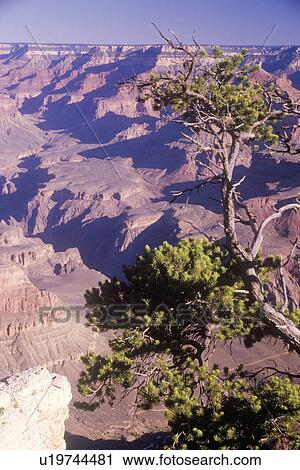 South Rim of the Grand Canyon View Large Photo Image Stock Image - South Rim of the Grand Canyon. Fotosearch