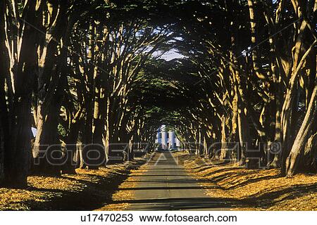 Stock Image - Tree lined road. Fotosearch