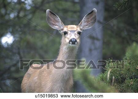 Stock Image - Deer. Fotosearch