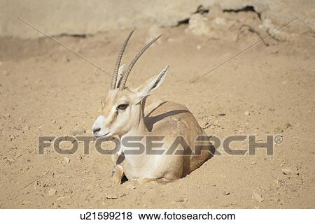 Stock Photo - Deer. Fotosearch