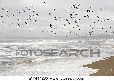 Flock of gulls flying over beach, Point Reyes National Park, California, USA View Large Photo Image Stock Photography - Flock of gulls flying over beach, Point Reyes National Park, California, USA. Fotosearch