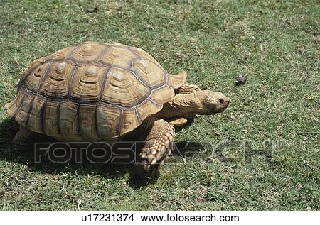 Picture - Tortoise. Fotosearch