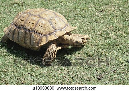 Stock Image - Tortoise. Fotosearch