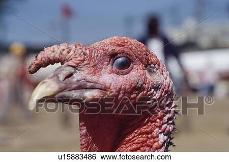 Turkey View Large Photo Image Stock Photograph - Turkey. Fotosearch