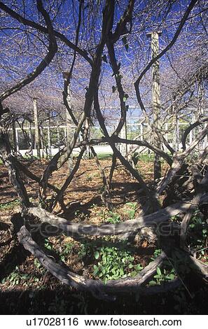 Mother Vine, planted by first English colonists at Roanoke, NC View Large Photo Image Stock Photograph - Mother Vine, planted by first English colonists at Roanoke, NC. Fotosearch