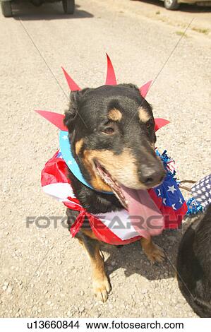 Picture - Dog wearing patriotic costume for the Fourth of July. Fotosearch