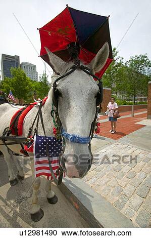Patriotic horse and carriage with flags in front of Independence Hall View Large Photo Image Stock Image - Patriotic horse and carriage with flags in front of Independence Hall. Fotosearch