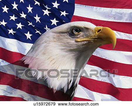 Photo montage: American bald eagle and American flag View Large Photo Image Stock Photo - Photo montage: American bald eagle and American flag. Fotosearch