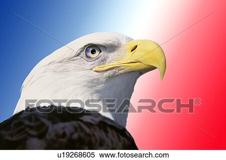 Stock Photography - Photo montage: American bald eagle. Fotosearch