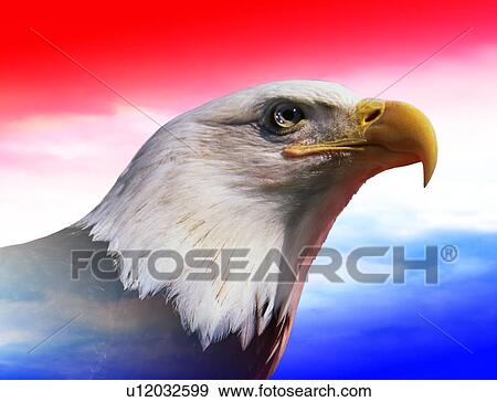 Photo montage: American bald eagle with red, white & blue sky View Large Photo Image Stock Photo - Photo montage: American bald eagle with red, white & blue sky. Fotosearch