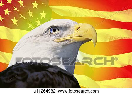 Photo montage: American flag and bald eagle View Large Photo Image Stock Image - Photo montage: American flag and bald eagle. Fotosearch