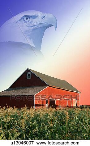 Photo montage: Red barn, corn field, and American eagle View Large Photo Image Stock Photo - Photo montage: Red barn, corn field, and American eagle. Fotosearch