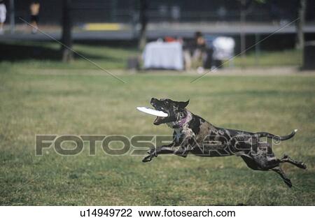 Black Dog catching Frisbee in Canine Frisbee Contest View Large Photo Image Stock Image - Black Dog catching Frisbee in Canine Frisbee Contest. Fotosearch