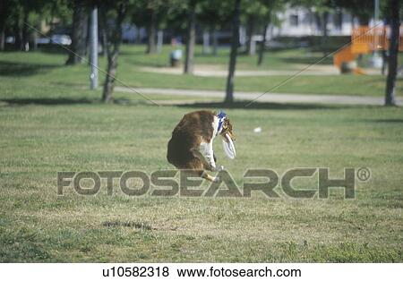 Dog catching Frisbee mid-air in Canine Frisbee Contest View Large Photo Image Stock Photo - Dog catching Frisbee mid-air in Canine Frisbee Contest. Fotosearch
