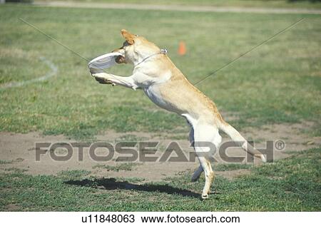 Stock Image - Dog catching Frisbee mid-air. Fotosearch