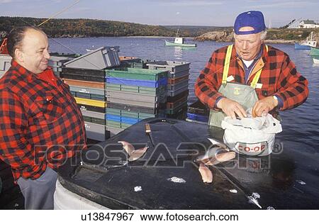 Stock Photo - Two fishermen with catch of mackerel. Fotosearch