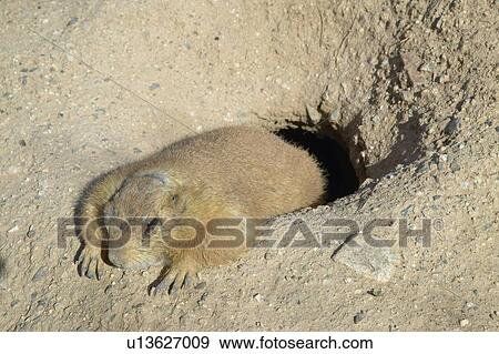 Stock Photo - A Prairie Dog lying in the Sun near his Hole in Desert. Fotosearch