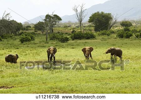 African Elephants at watering hole in Tsavo National Park, Kenya, Africa View Large Photo Image Stock Photo - African Elephants at watering hole in Tsavo National Park, Kenya, Africa. Fotosearch