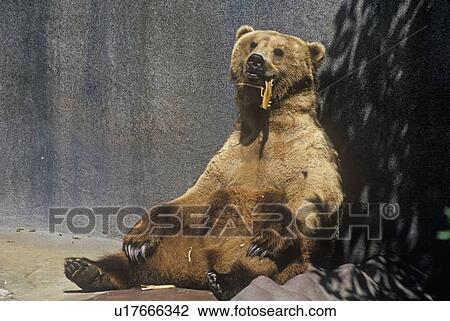 Stock Image - Alaskan Brown Bear, ursus arotos gyas. Fotosearch