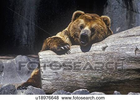Alaskan Brown Bear, ursus arotos gyas View Large Photo Image Stock Photo - Alaskan Brown Bear, ursus arotos gyas. Fotosearch