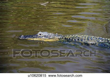 Alligator View Large Photo Image Stock Photography - Alligator. Fotosearch