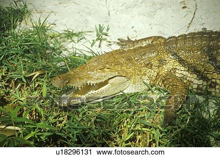 Alligator with jaws open View Large Photo Image Stock Image - Alligator with jaws open. Fotosearch