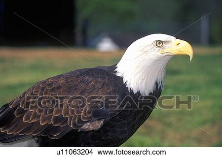 American Bald Eagle View Large Photo Image Picture - American Bald Eagle. Fotosearch