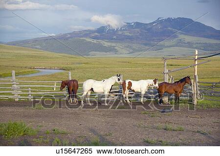 Arabian horses running in corral at Peggy Delaney's ranch in Centennial Valley, near Lakeview, MT View Large Photo Image Stock Photography - Arabian horses running in corral at Peggy Delaney's ranch in Centennial Valley, near Lakeview, MT. Fotosearch