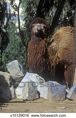 Bactrian Camel with winter coat, Struthio camelus View Large Photo Image Stock Photograph - Bactrian Camel with winter coat, Struthio camelus. Fotosearch