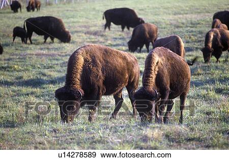 Buffalo grazing on range View Large Photo Image Stock Photo - Buffalo grazing on range. Fotosearch