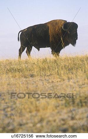Stock Photograph - Buffalo grazing on range. Fotosearch