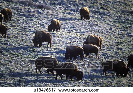 Stock Photo - Buffalo. Fotosearch