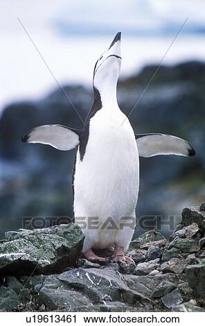 Stock Image - Chinstrap penguin (Pygoscelis antarctica). Fotosearch