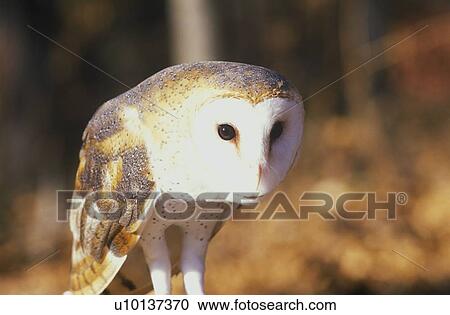 Close-up of Barn Owl View Large Photo Image Stock Image - Close-up of Barn Owl. Fotosearch
