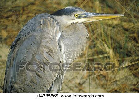Close-up of Heron View Large Photo Image Stock Photo - Close-up of Heron. Fotosearch