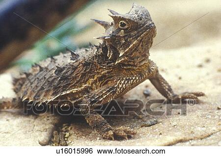 Close-up of Horned Toad View Large Photo Image Stock Photograph - Close-up of Horned Toad. Fotosearch