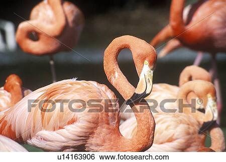 Close-up of Pink Flamingo View Large Photo Image Stock Photograph - Close-up of Pink Flamingo. Fotosearch