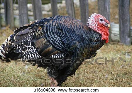 Stock Photo - Close-up of Wild Turkey Rooster. Fotosearch